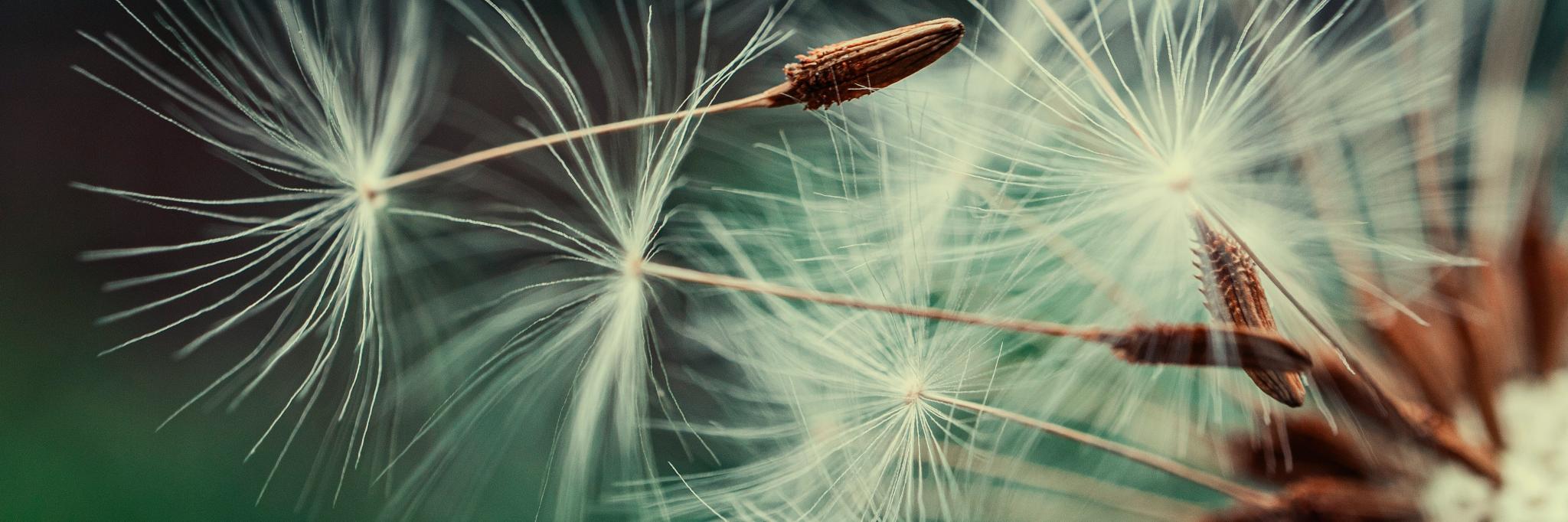 gidlark-NTeC878RUlw-unsplash (c) Олександр К auf Unsplash gidlark-NTeC878RUlw-unsplash